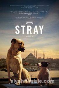 Stray 2020 izle