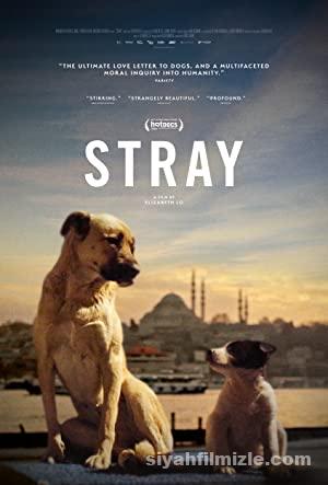 Stray 2020 izle