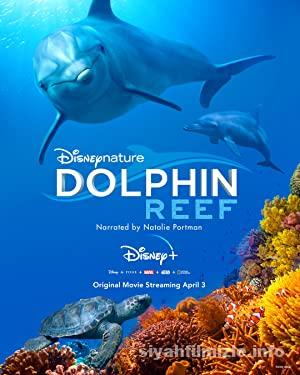 Dolphin Reef 2018 izle