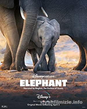 Fil (Elephant) 2020 izle