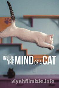 Kedilerin Aklından Neler Geçiyor? 2022 izle