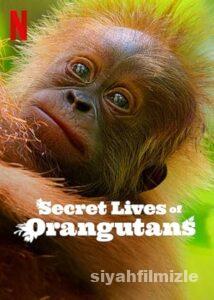 Orangutanların Gizli Yaşamı 2024 izle