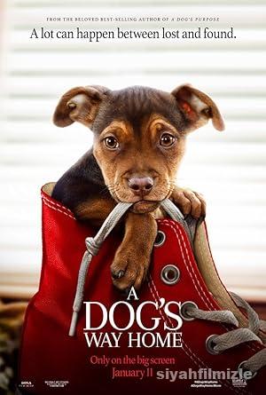 Sadık Dostum 2019 izle