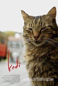 Kedi 2016 izle